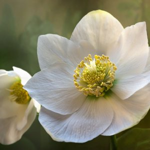 Čemerica čierna (Helleborus niger) ´CHRISTMAS GLORY´ kont. P9